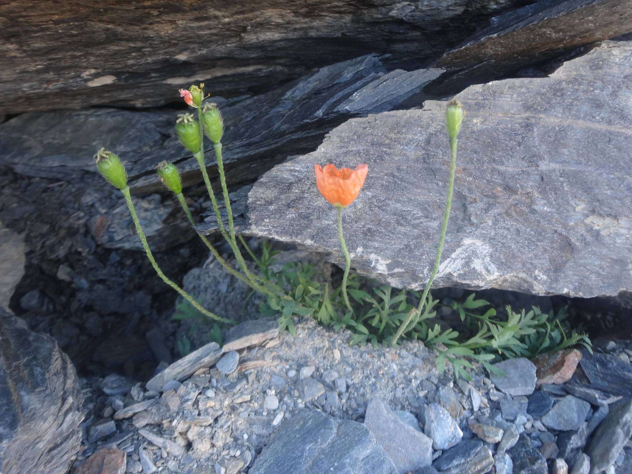 Image of Papaver lapeyrousianum Gutermann