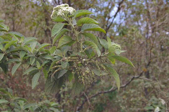 صورة Tournefortia rufosericea Hook. fil.