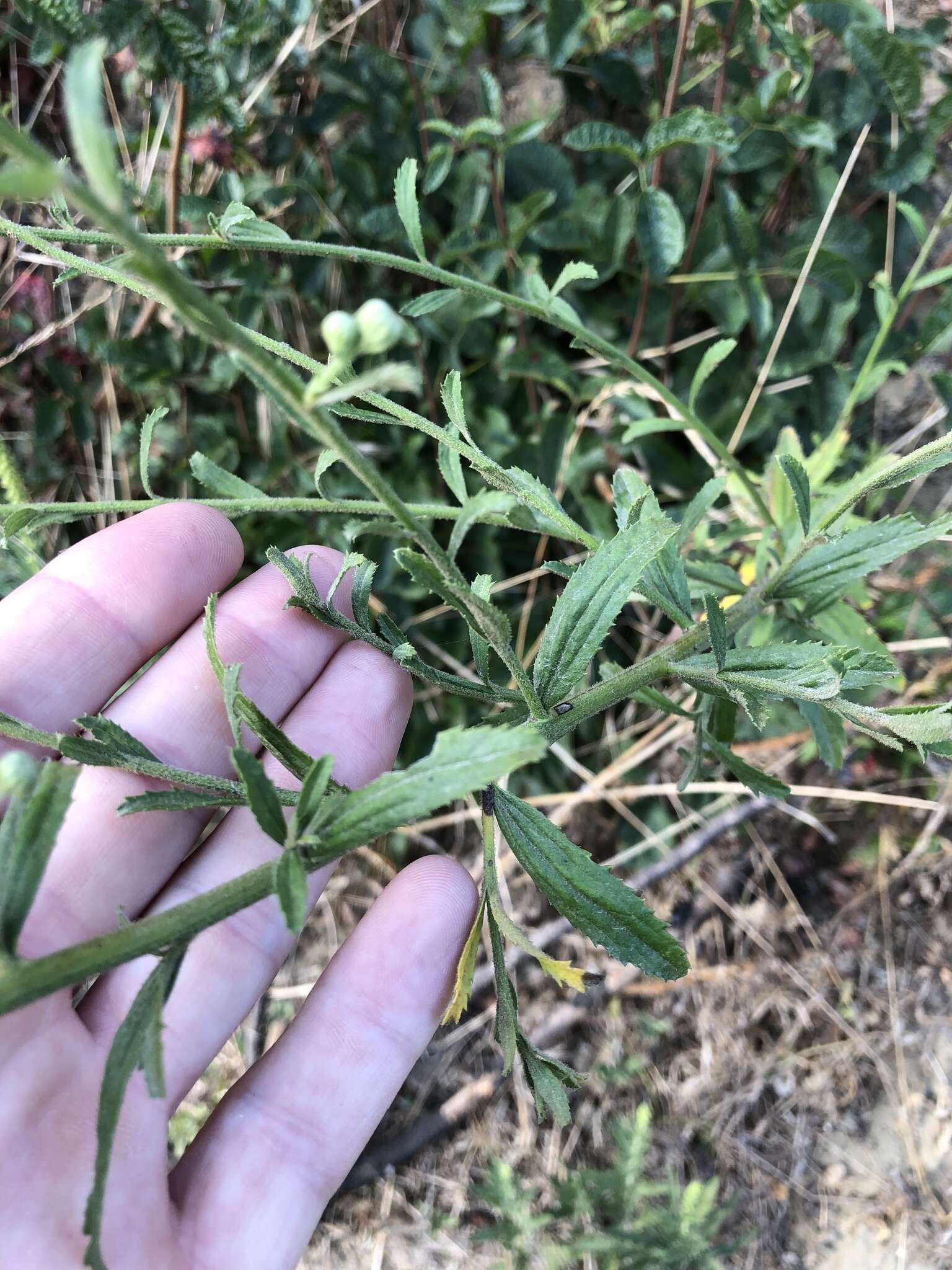 Image of Plummer's baccharis