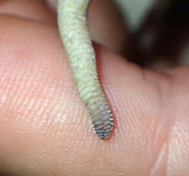 Image of Cape York Pad-tail Gecko