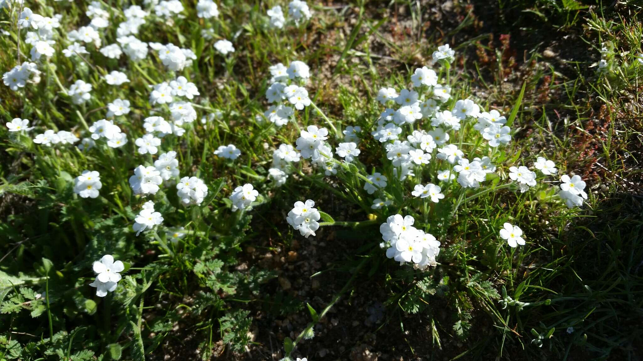 Plancia ëd Plagiobothrys nothofulvus (A. Gray) A. Gray