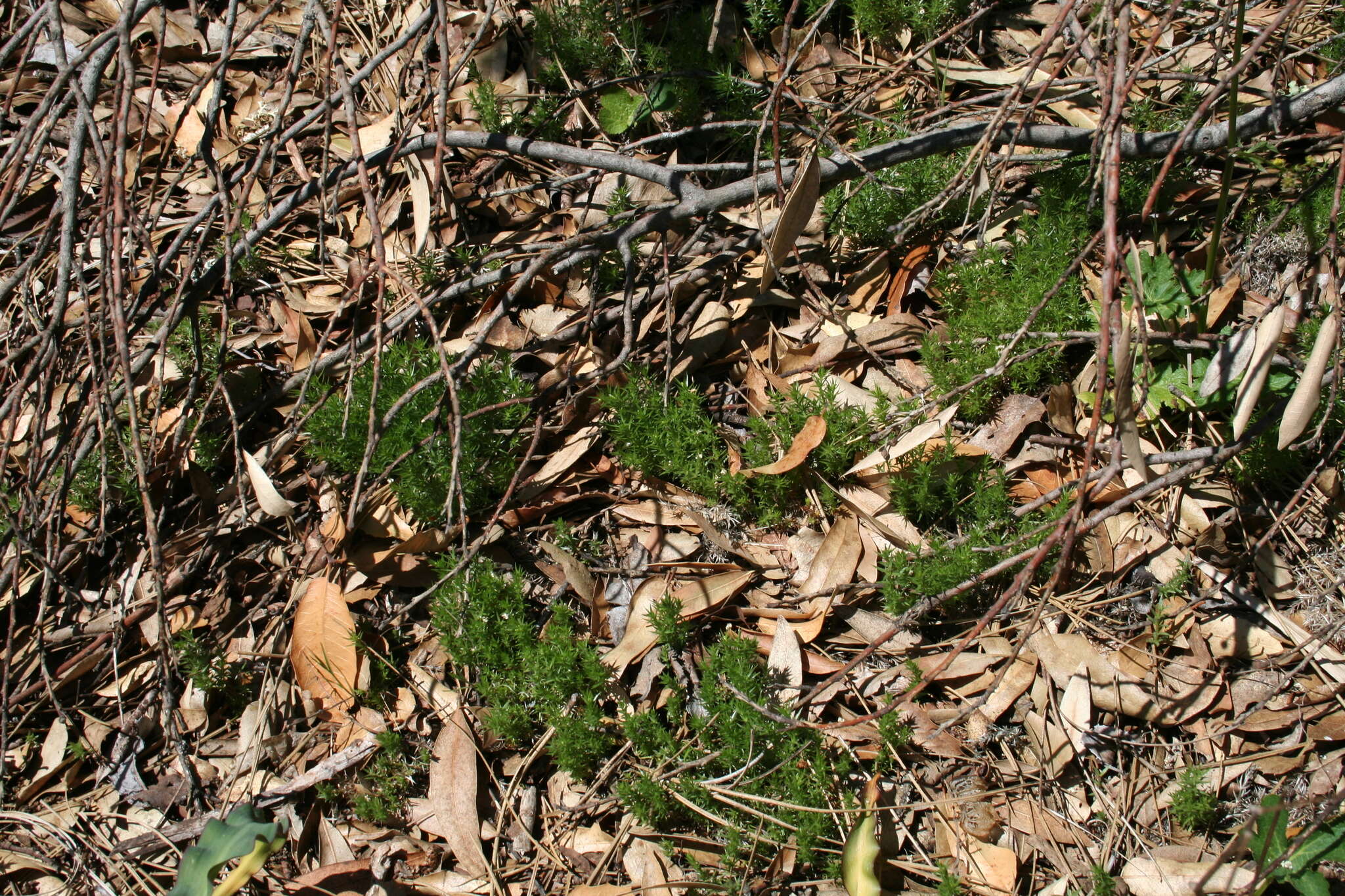 Plancia ëd Galium andrewsii subsp. gatense (Dempster) Dempster & Stebbins