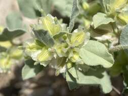 Acleisanthes nevadensis (Standl.) B. L. Turner resmi