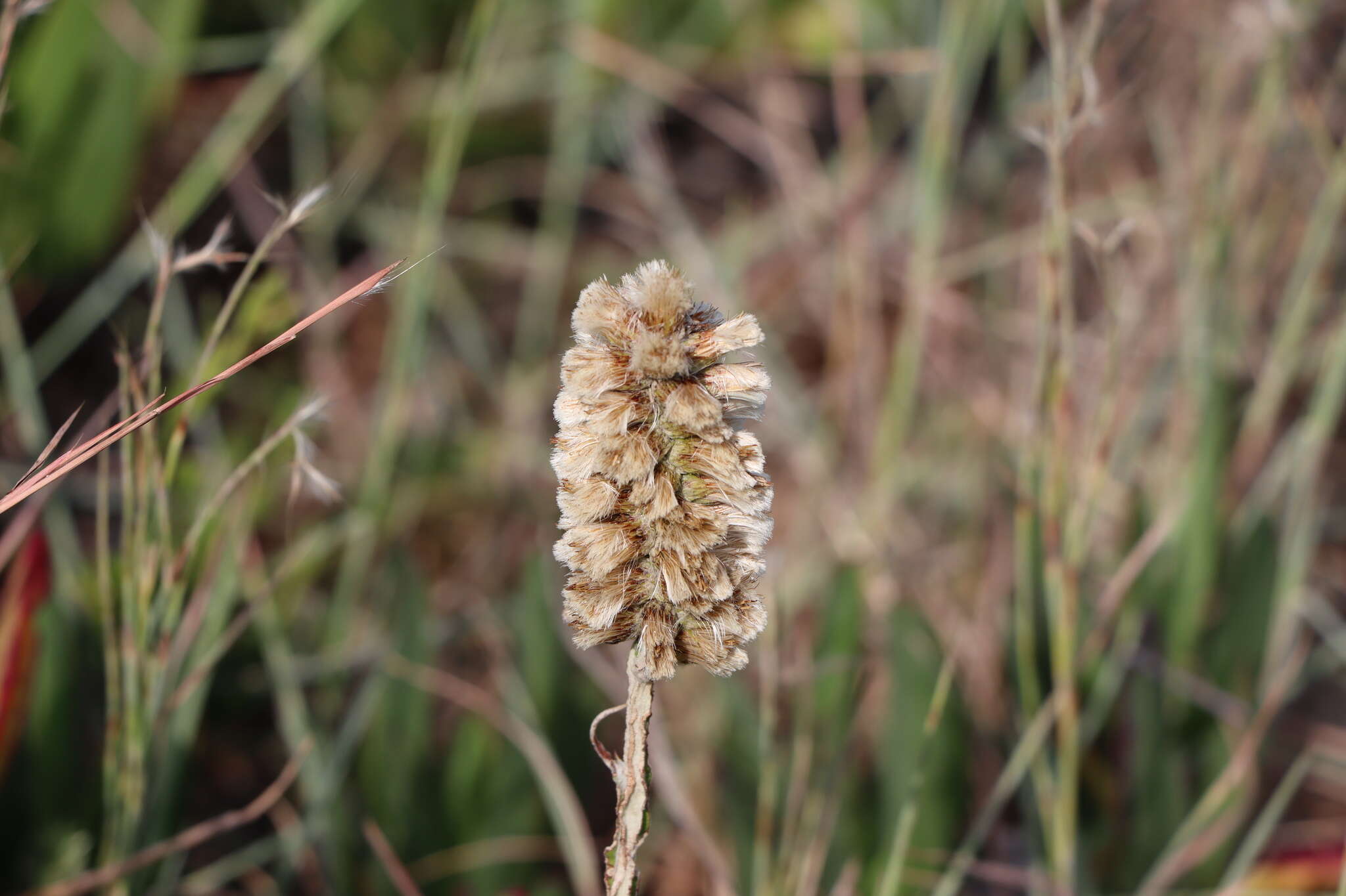 Image of Pterocaulon lorentzii Malme