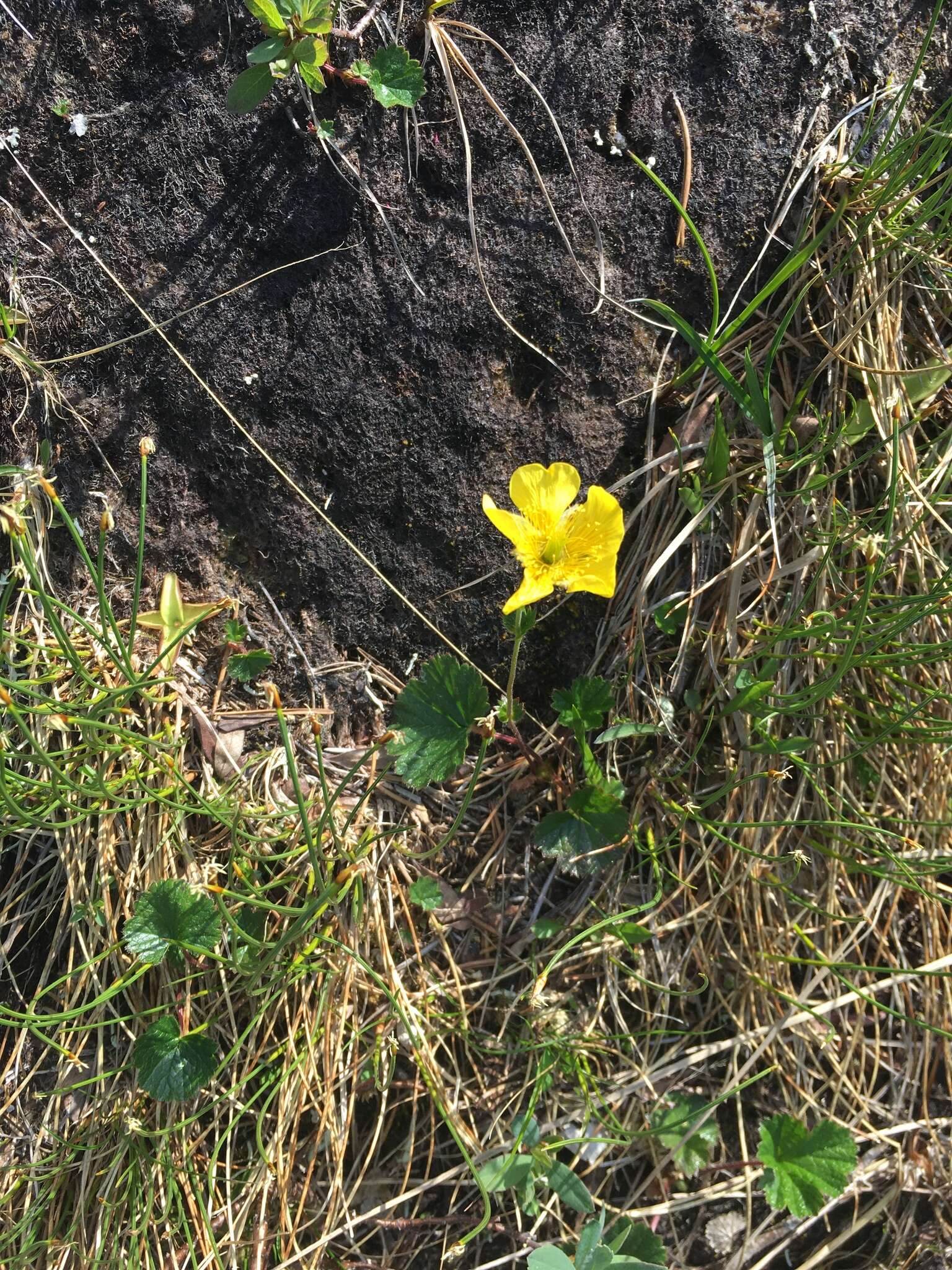 Image of Caltha-Leaf Avens