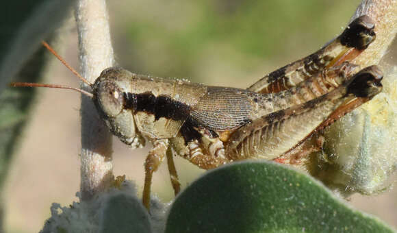 Image of Melanoplus texensis Hart & C. A. 1906