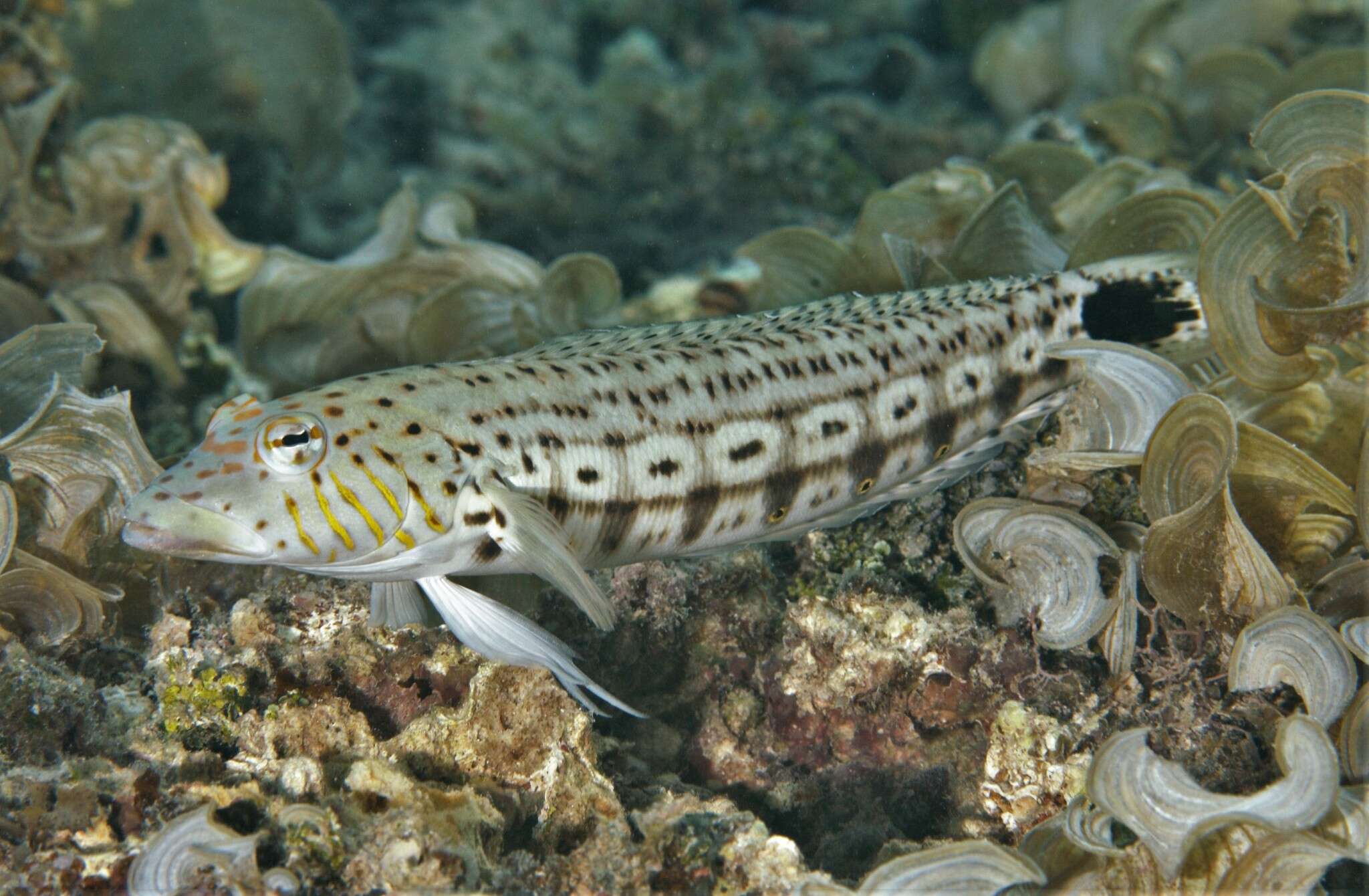 Image of Parapercis xanthogramma Imamura & Yoshino 2007