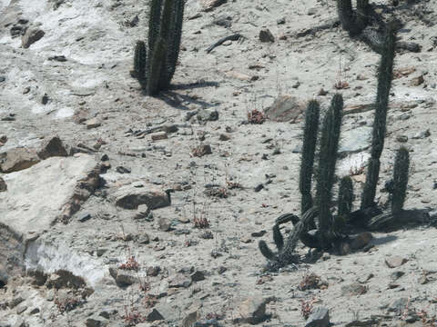 Image de Weberbauerocereus cephalomacrostibas (Werderm. & Backeb.) F. Ritter