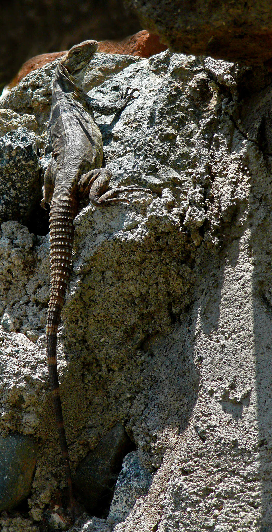 Image of Cape Spinytail Iguana