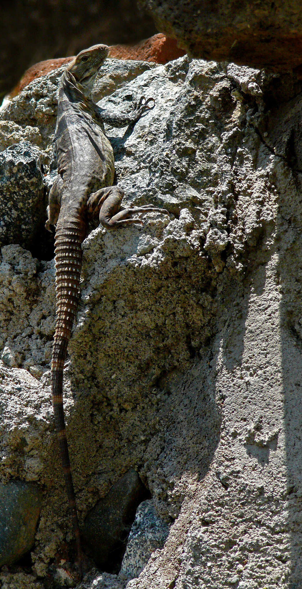 Image de Ctenosaura hemilopha (Cope 1863)