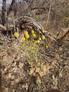 Image of Helenium aromaticum (Hook.) L. H. Bailey