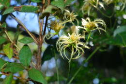 Plancia ëd Clematis meyeniana Walp.