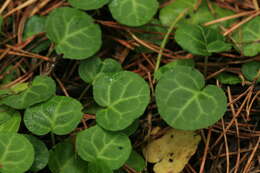 Image of Pyrola renifolia Maxim.