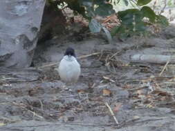 Image of Tropical Boubou