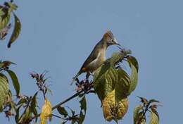 Image of Rufous-vented Yuhina