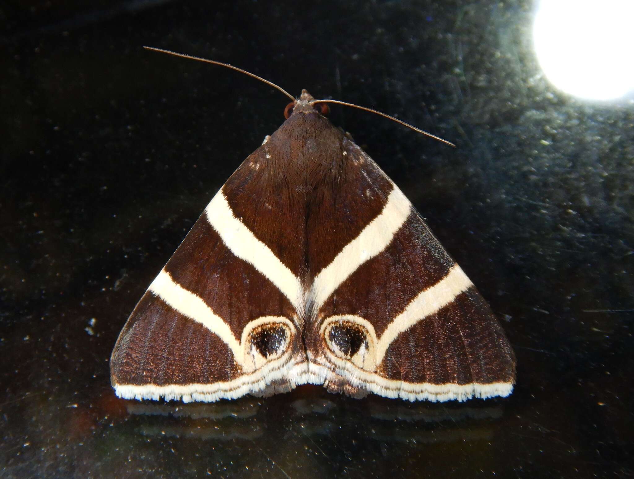 Image of Grammodes ocellata Tepper 1890