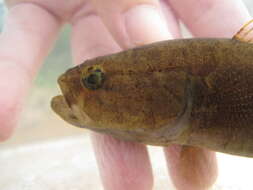 Image of Spine-cheek gudgeon