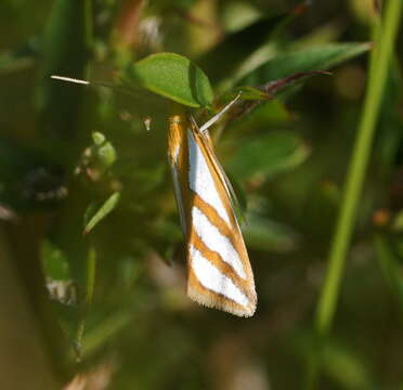 Image of Thudaca obliquella Walker 1864