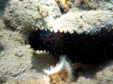 Image of Holothuria subgen. Panningothuria Rowe 1969