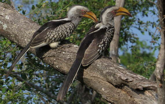 Image of Southern Yellow-billed Hornbill