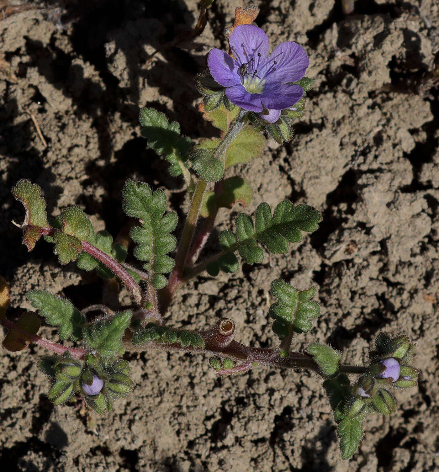 Phacelia ciliata Benth.的圖片