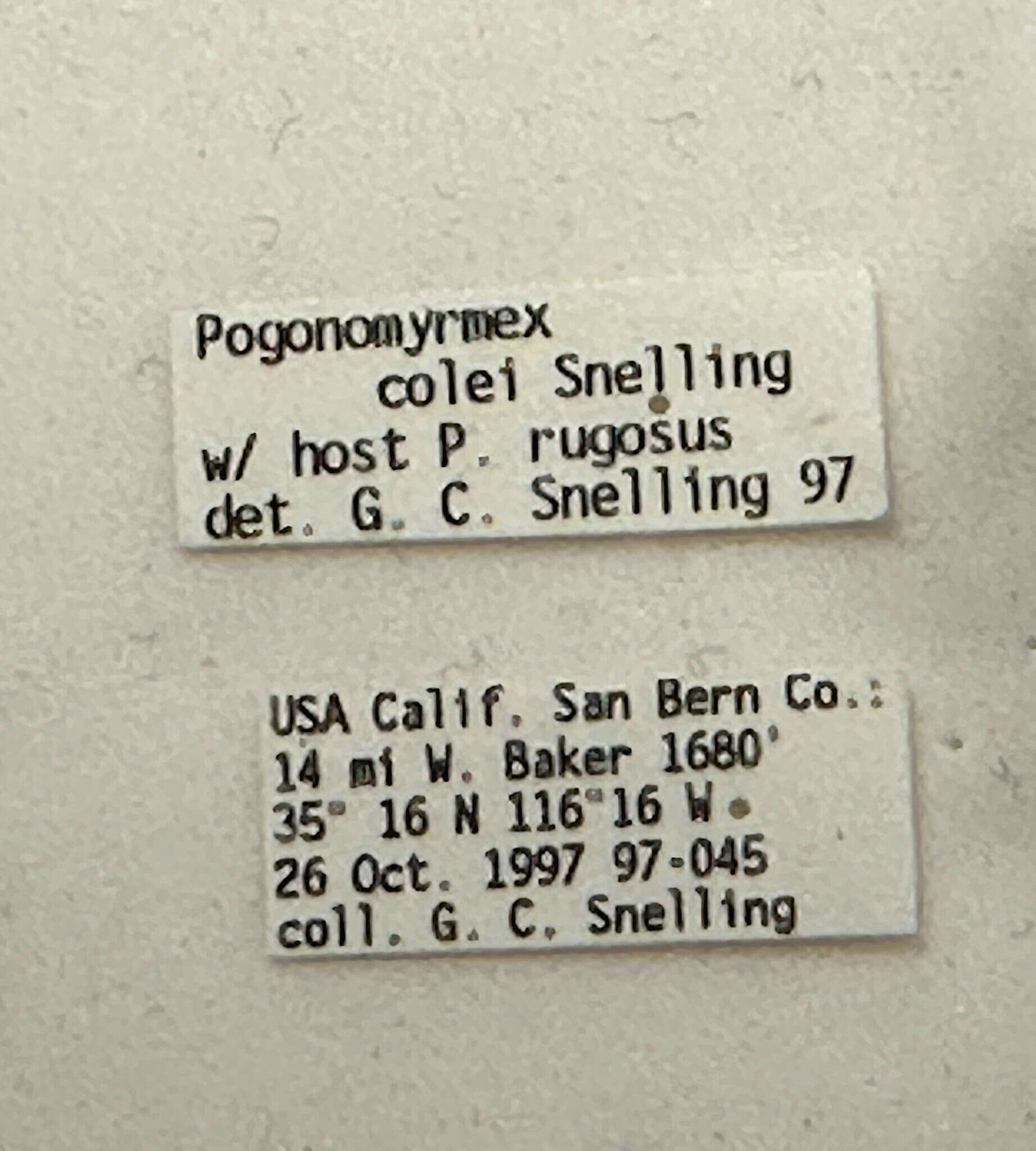 صورة Pogonomyrmex colei Snelling 1982