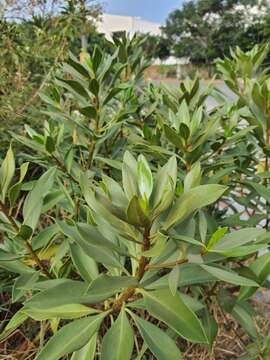 Imagem de Bontia bontioides (A. Gray) L. V. Aver'yanov