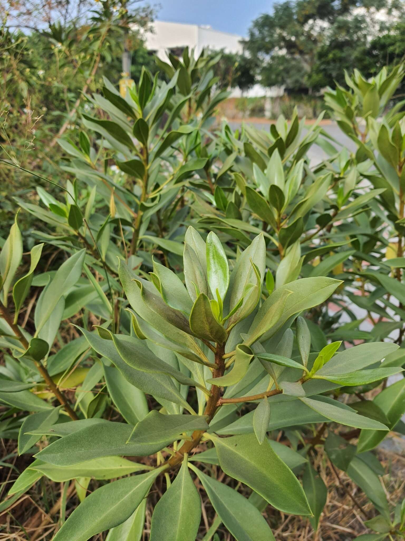 صورة Bontia bontioides (A. Gray) L. V. Aver'yanov