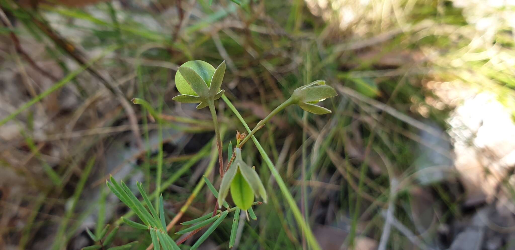 Слика од Gompholobium pinnatum Sm.