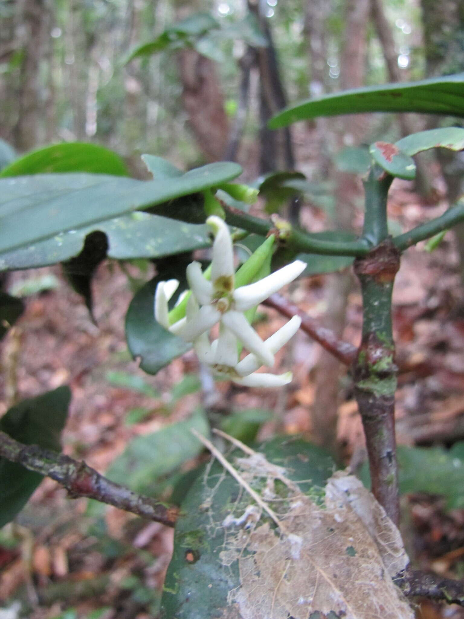 Image de Cyclophyllum pancheri (Baill.) Guillaumin