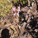 Image of Cattleya rupestris (Lindl.) Van den Berg