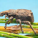 Image of Weevil