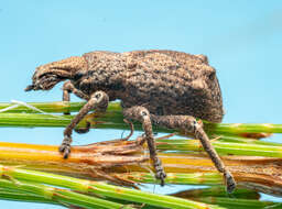 Image of Weevil