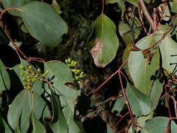 Image of Eucalyptus baueriana Schauer