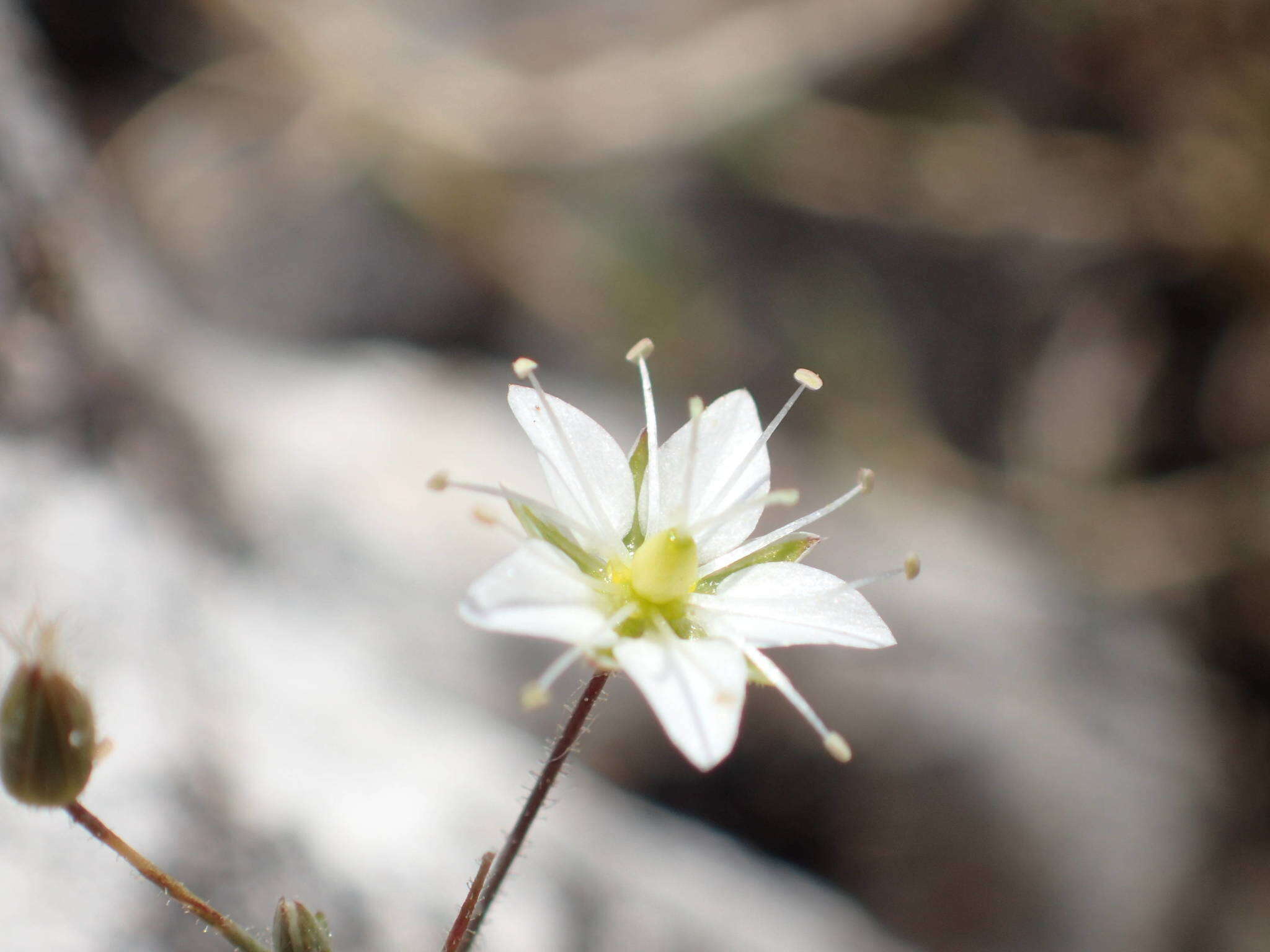 Imagem de Sabulina attica subsp. attica