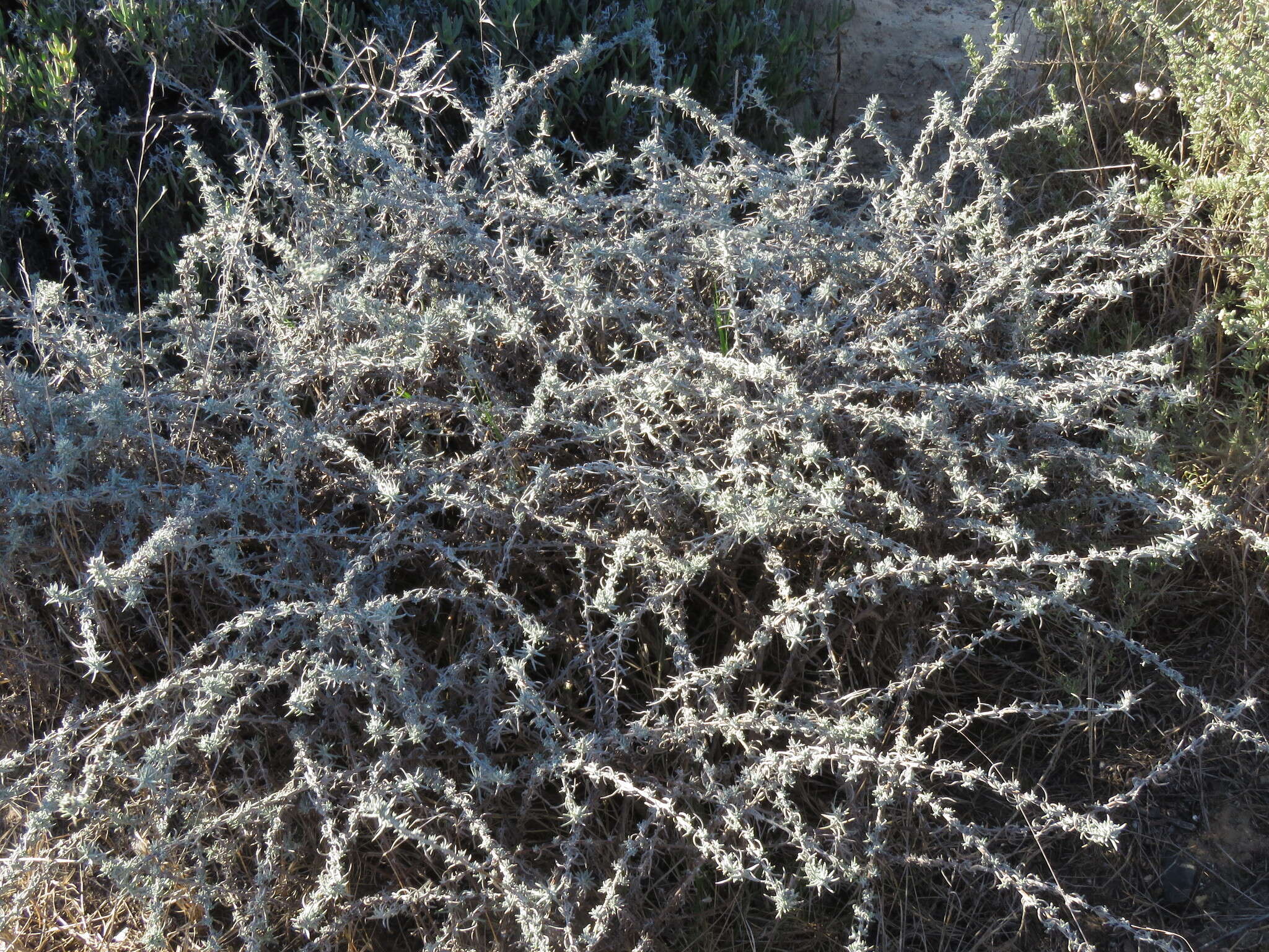 صورة Helichrysum revolutum (Thunb.) Less.