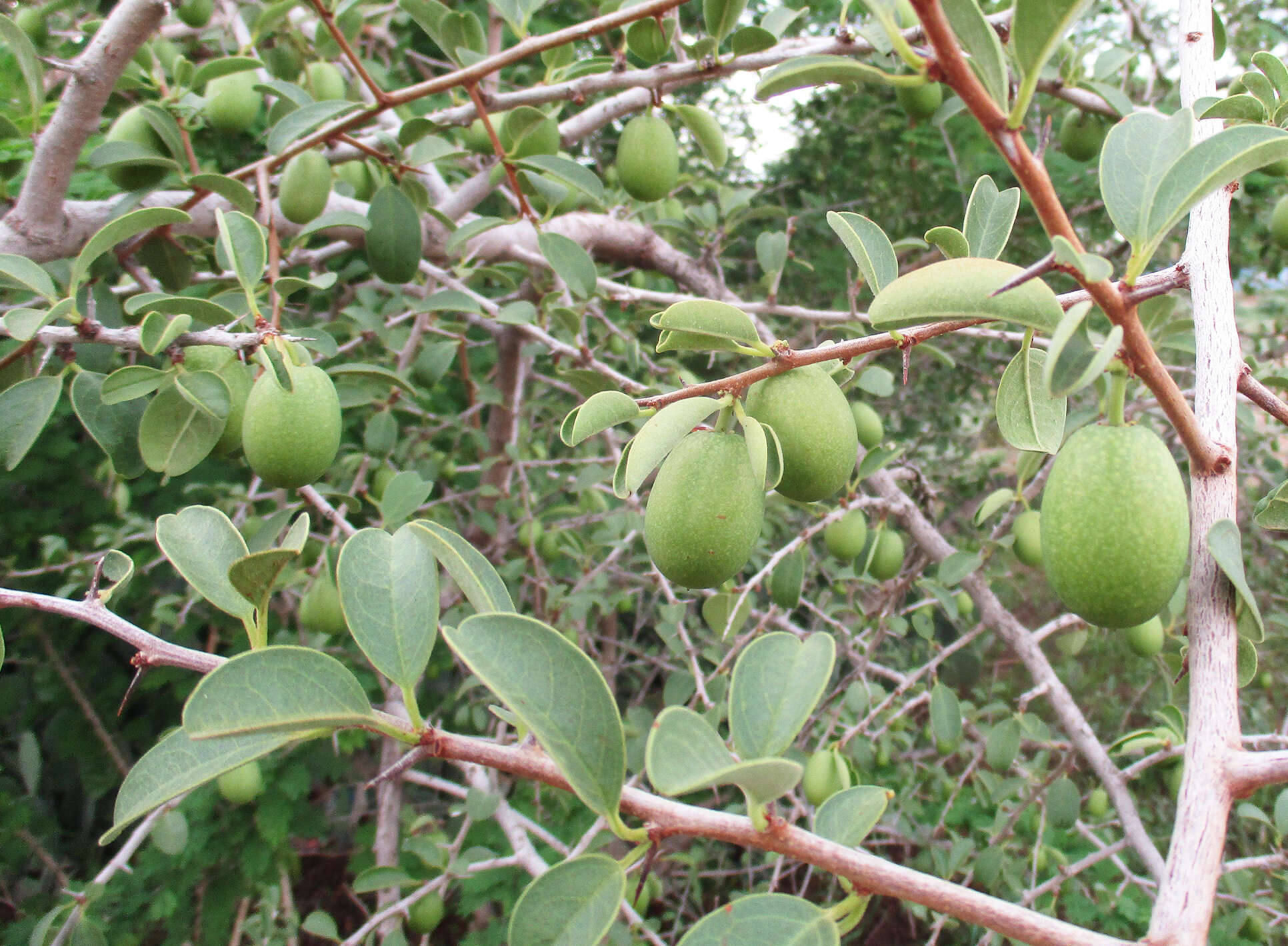 Image of Ximenia caffra Sond.