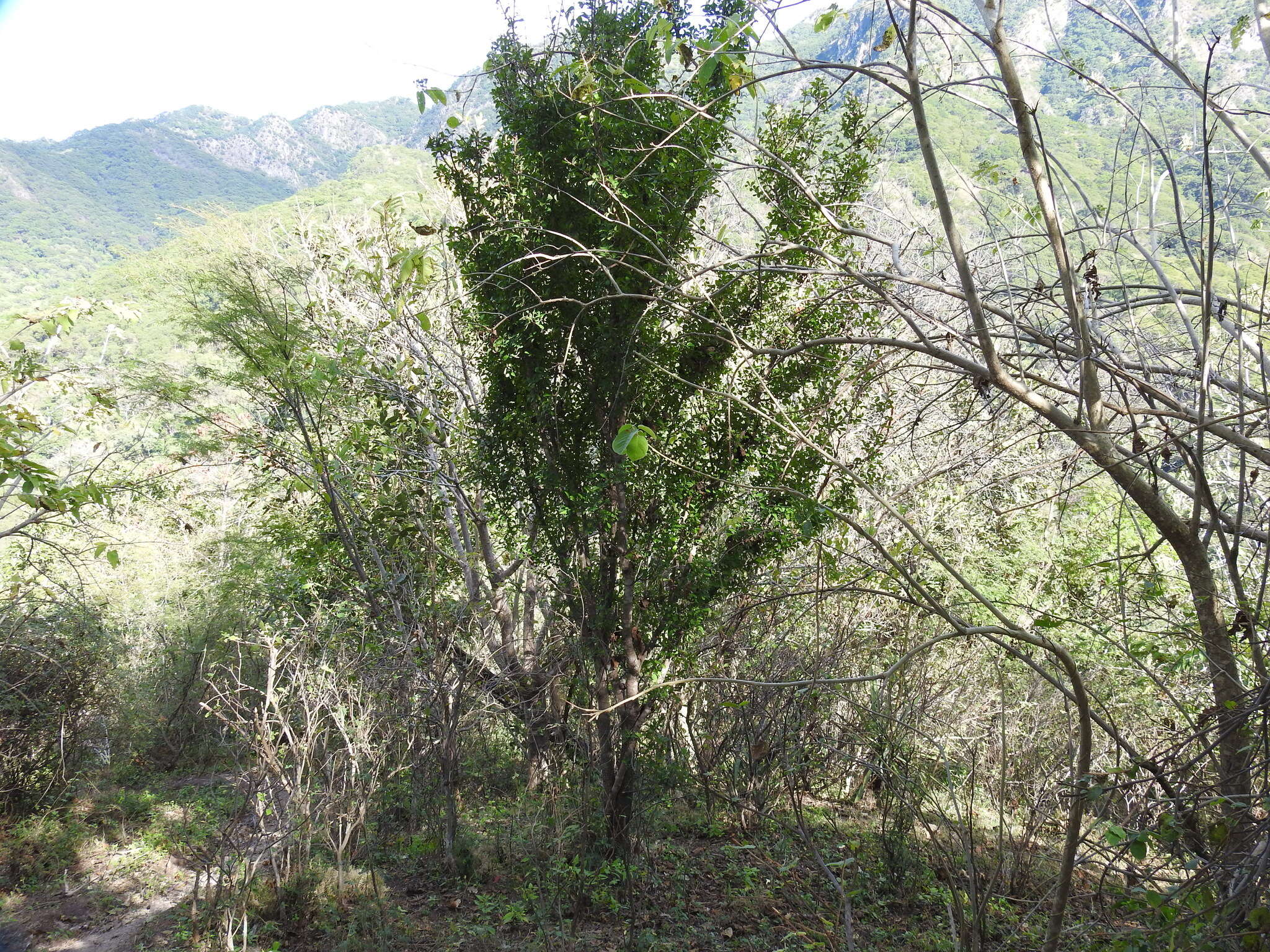 Image of Erythroxylum havanense Jacq.