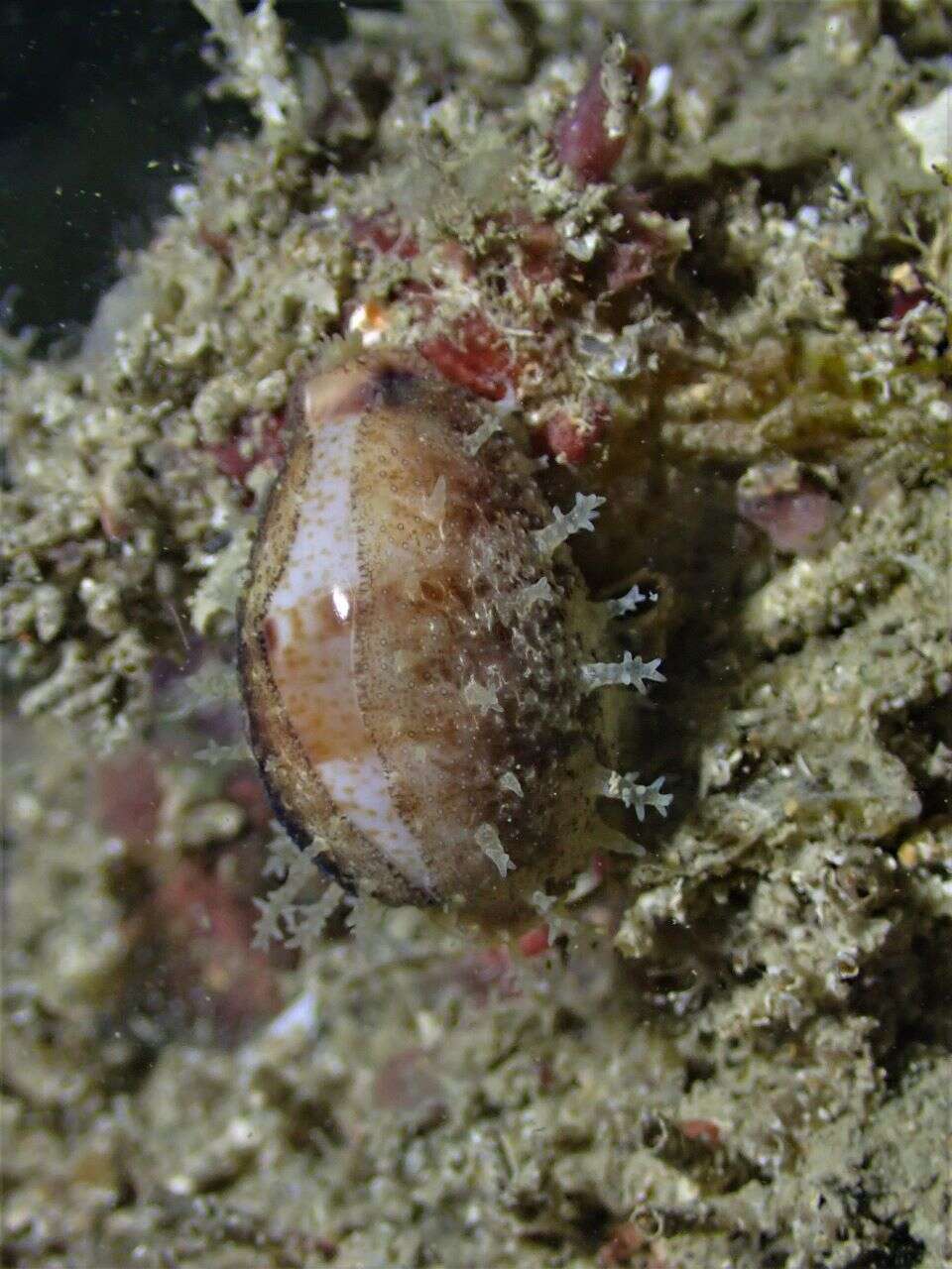 Image of Walker's Cowry