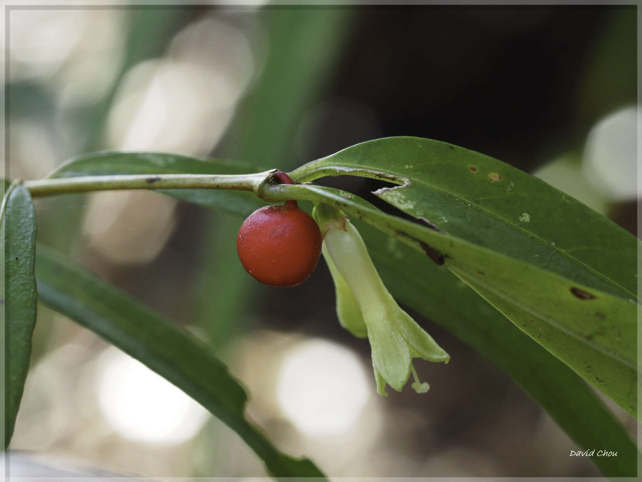 Image of Damnacanthus angustifolius Hayata