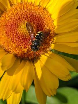 Imagem de Paranthidium jugatorium (Say 1824)