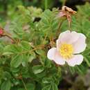 Rosa hissarica Slob.的圖片