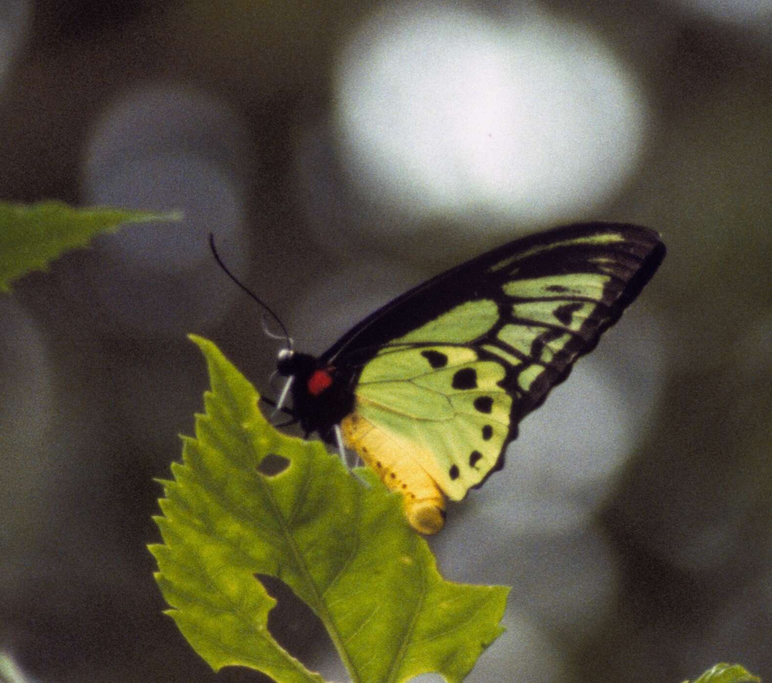 Слика од Ornithoptera priamus poseidon