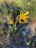 Image of foothill arnica