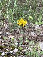 Image of rough gumweed