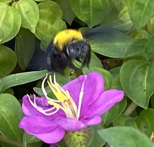 Image of Xylocopa minor Maidl 1912