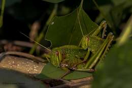 Chondracris bengalensis Mungai 1992的圖片