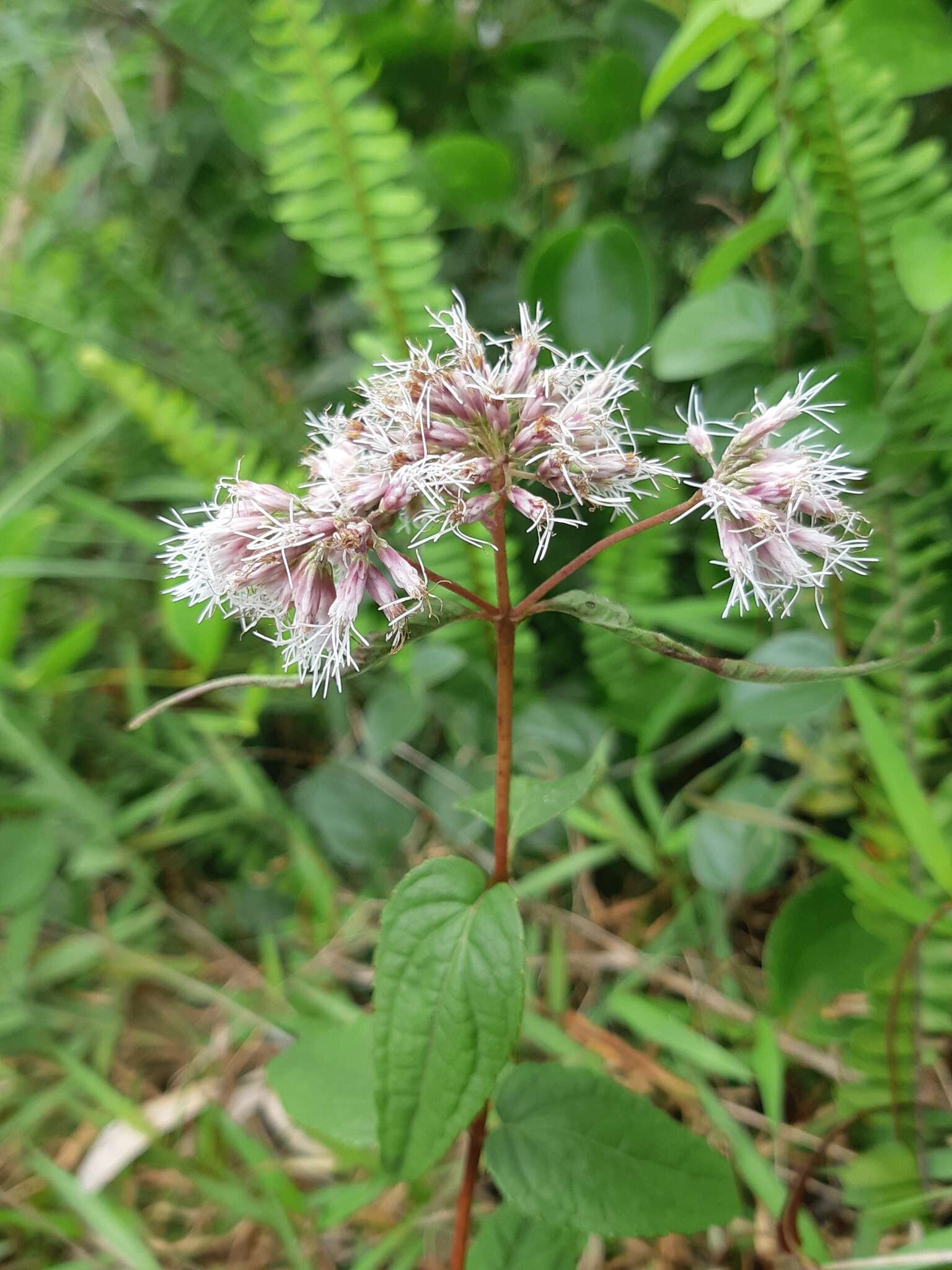 Imagem de <i>Eupatorium shimadae</i>