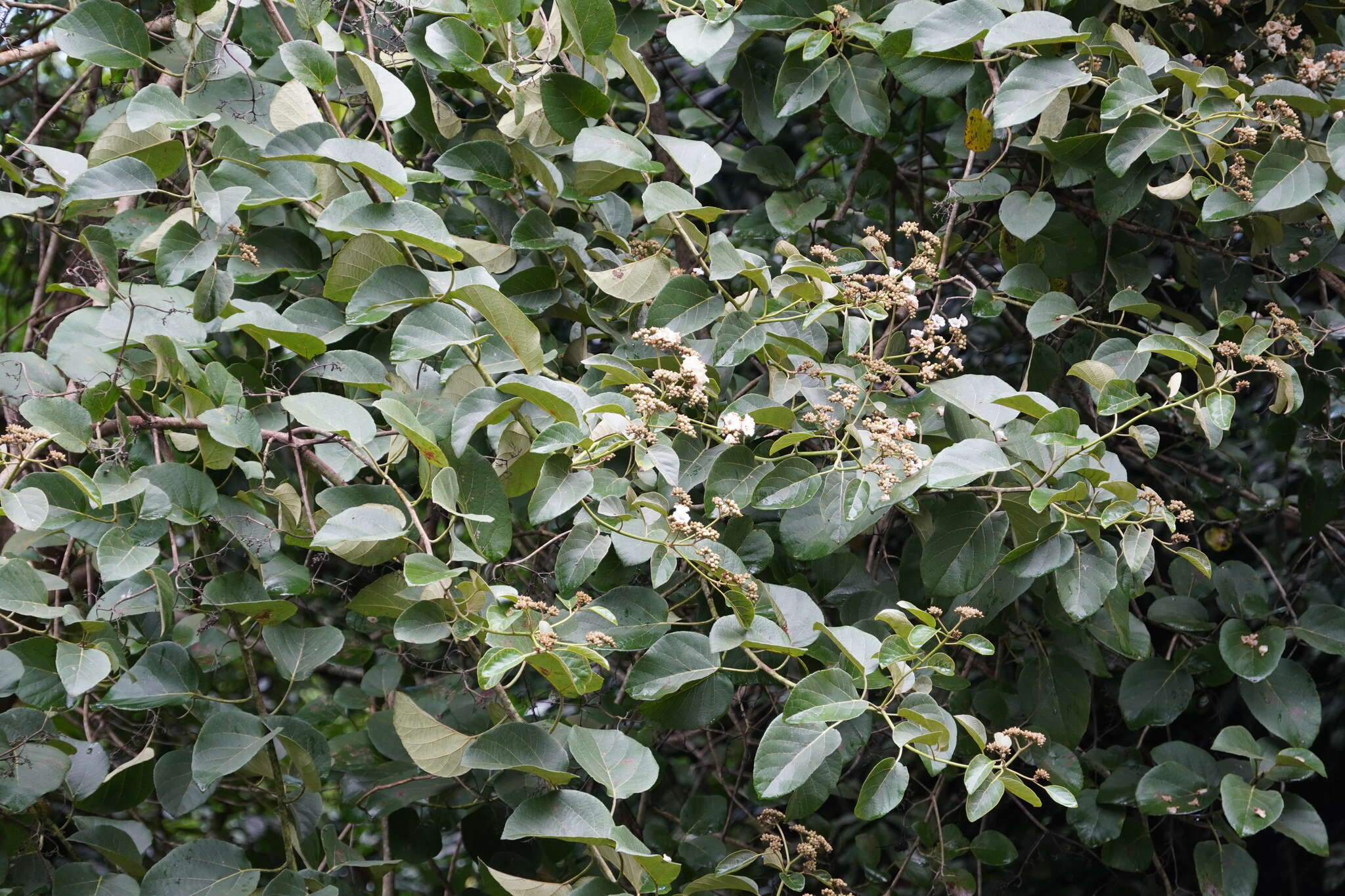 Image of Large-leaved cordia