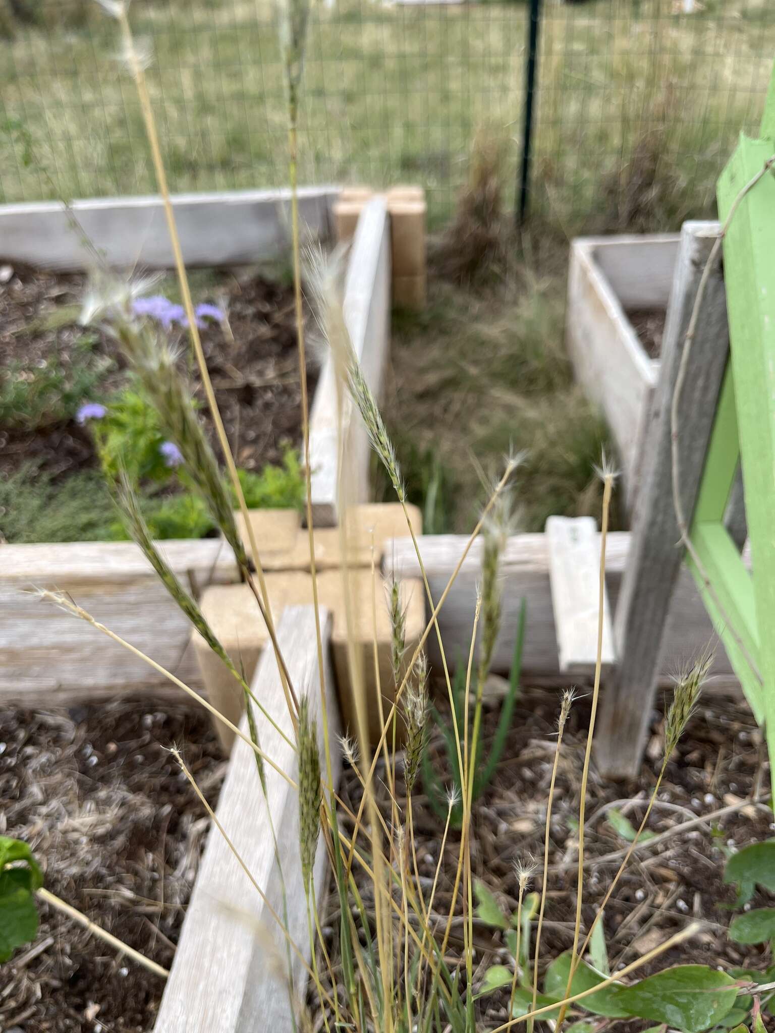 Image of hybrid beardgrass